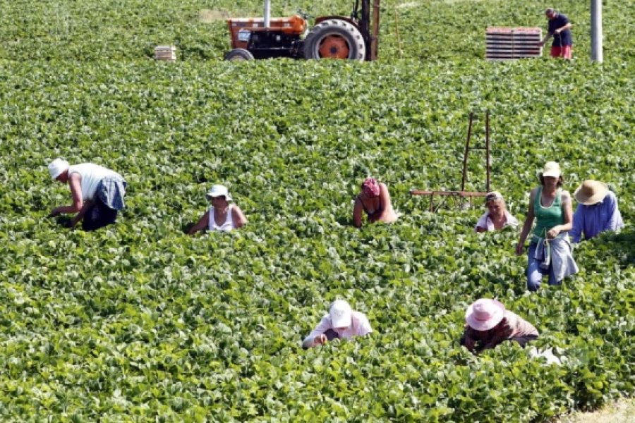 Rinnovato il contratto nazionale di lavoro per gli operai agricoli privati