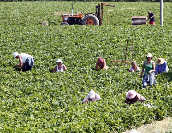 Rinnovato il contratto nazionale di lavoro per gli operai agricoli privati