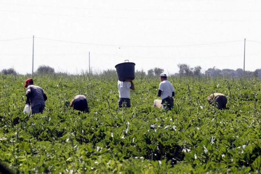 LOTTA ALLA REINTRODUZIONE DEI VOUCHER E REVISIONE DELLA LEGGE CONTRO IL CAPORALATO IN AGRICOLTURA