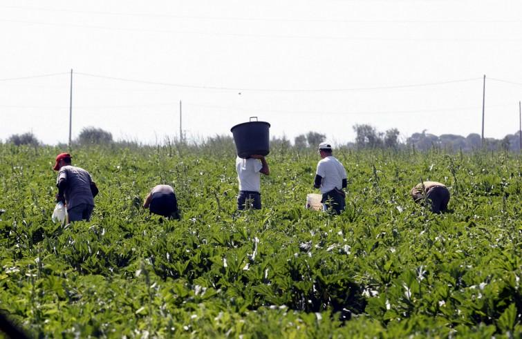 LOTTA ALLA REINTRODUZIONE DEI VOUCHER E REVISIONE DELLA LEGGE CONTRO IL CAPORALATO IN AGRICOLTURA